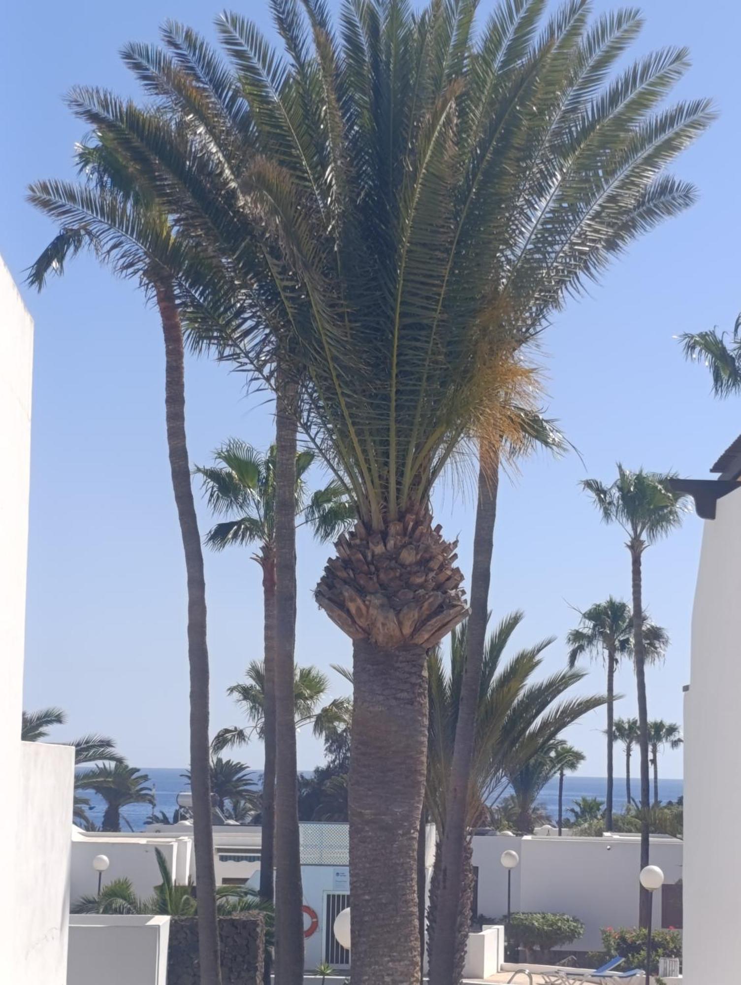 Blue Ocean Costa Teguise Exterior foto